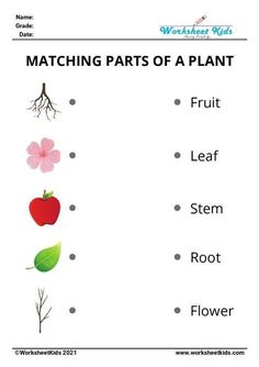 the matching parts of a plant worksheet for kids to learn how to read