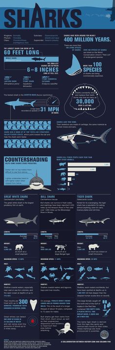 an info poster showing the different types of sharks