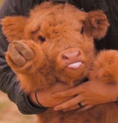 a man holding a baby cow in his arms with it's tongue sticking out