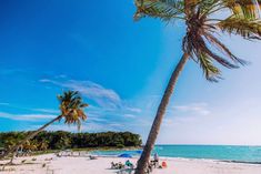 palm trees on the beach with people sitting under them