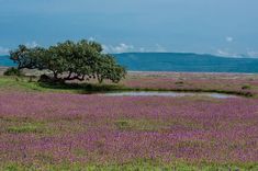 a field full of purple flowers with a tree in the middle