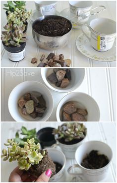 there are three pictures of different plants in the same cup and saucer, one is filled with rocks