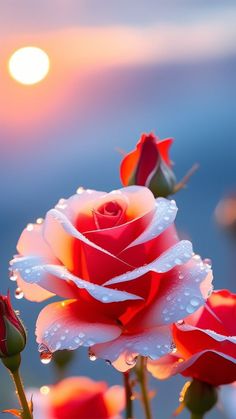 red and white rose with water droplets on it's petals in front of the sun