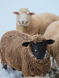 three sheep are standing in the snow and one is looking at the camera while another looks on