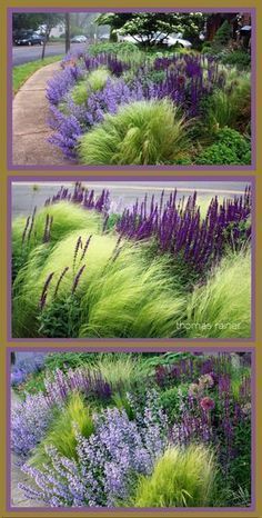 purple and green plants are growing along the sidewalk