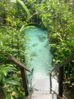 stairs lead down to a river in the jungle