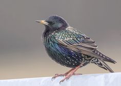 a colorful bird sitting on top of a white piece of paper in front of a gray background