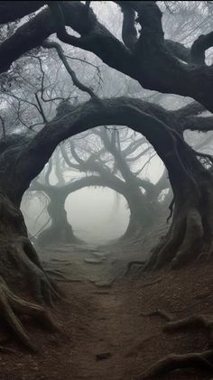 an area with trees that look like they have been carved into the ground and are surrounded by fog