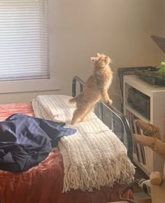 an orange cat standing on top of a bed