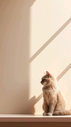 a white cat sitting on top of a wooden table