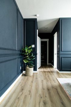 an empty hallway with blue walls and wood flooring in the center is a potted plant