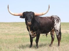 a bull with large horns standing in a field