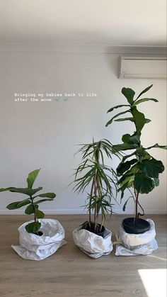 three potted plants sitting on top of a wooden floor next to a white wall