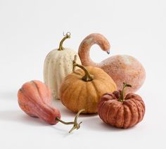 several different types of pumpkins and gourds on a white background