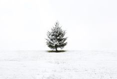 a lone tree in the middle of a snowy field