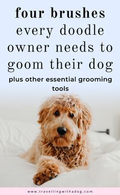 a dog sitting on top of a bed with the words four brushes every doodle owner needs to groom their dog plus other essential grooming tools