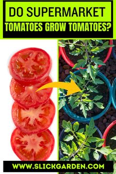 tomatoes growing in plastic containers with text that reads do supermarket tomatoes grow tomatoes?