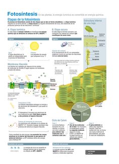 the diagram shows how plants can be grown