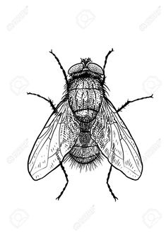 a black and white drawing of a fly