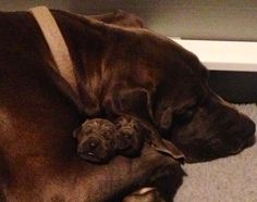 a large brown dog laying on top of a carpeted floor next to a wall