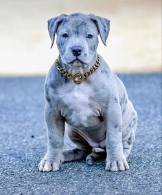 a dog sitting on the ground with a chain around it's neck