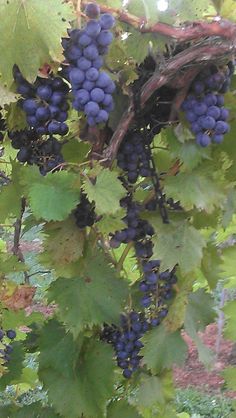 bunches of grapes hang from the branches of a vine