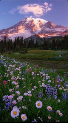 wildflowers in the foreground with a mountain in the background at sunset or dawn