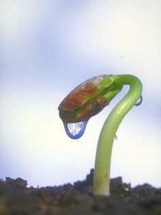 a plant sprouting from the ground with water droplets on it