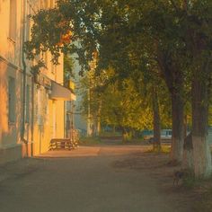 an empty street lined with trees and benches