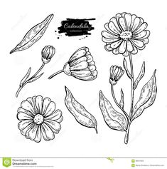 hand drawn flowers and leaves with the word california written in black ink on a white background