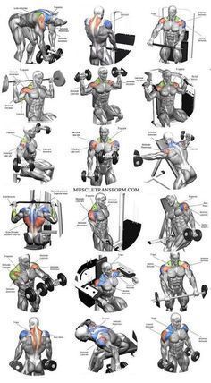 the muscles are shown in this diagram and it shows how to perform exercises for each muscle