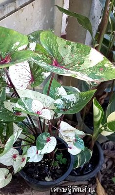 several potted plants with white and red flowers