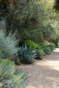 an image of a garden setting with flowers and plants on the side of the road