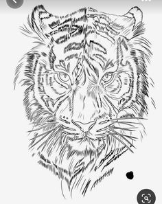 a black and white drawing of a tiger's face