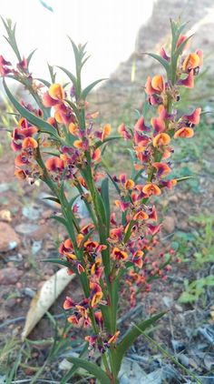 an orange and red flower is growing in the dirt