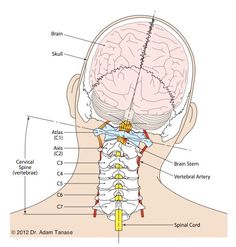 Punkty Spustowe, Sistem Saraf, Basic Anatomy And Physiology, Medical Student Study, Yoga Anatomy, Human Body Anatomy, Spine Health, Medical School Studying, Medical School Essentials