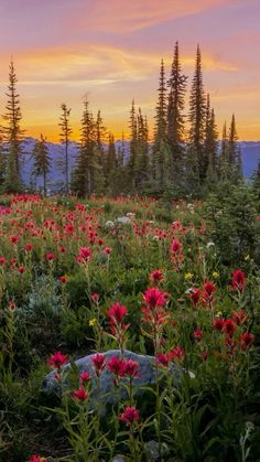 the sun is setting over a field full of wildflowers and pine trees in the background