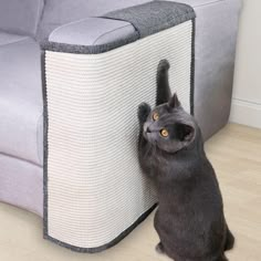 a black cat standing next to a couch and scratching it's head on the wall