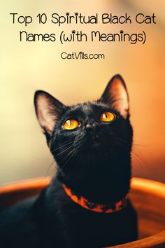 a black cat sitting in a bowl with the caption top 10 spiritful black cat names with meanings