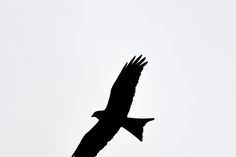 a black bird flying in the sky with it's wings spread out and its beak extended