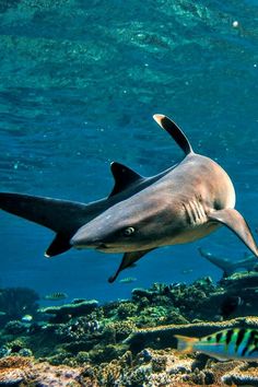 a shark swimming in the ocean with other fish