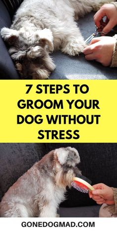 How To Groom A Dog At Home, Grooming Hacks, Dog Grooming Tools, Calm Dogs, Grooming Routine