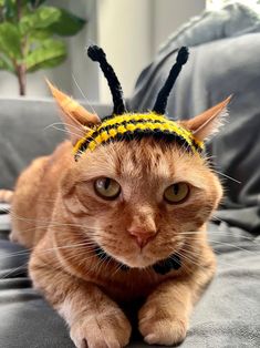 an orange cat wearing a yellow and black bee hat on top of it's head