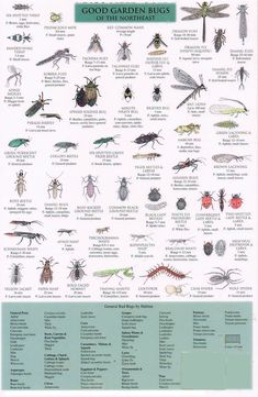 an insect identification poster with bugs and other insects on it's back cover, which includes