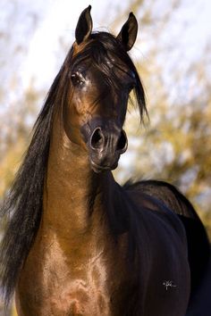 a brown horse with long hair standing in front of trees and looking at the camera