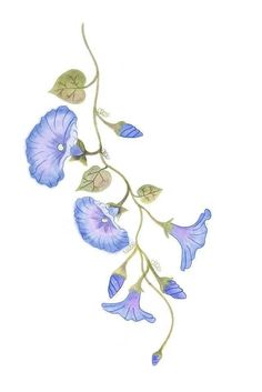 Morning Glory Flowers Drawing, Morning Glory Tattoo, Underboob Tattoos, Glory Tattoo, June Art, Flower Vine Tattoos, Grey Ink Tattoos, Symbols Of Strength Tattoos, Morning Glory Vine