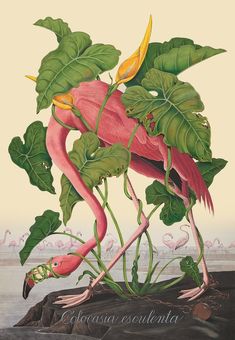 a painting of a pink flamingo with green leaves