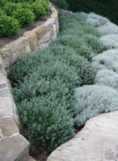 some very pretty plants in a big rock garden