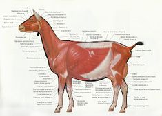 an animal with muscles labeled in it's body and description on the back side