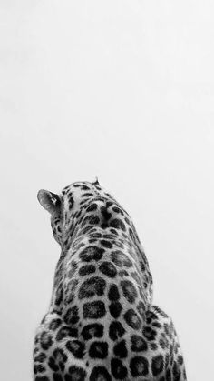 a black and white photo of a giraffe looking up at something in the sky